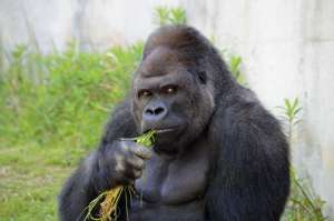 This is a picture of a muscular gorilla starting into the camera as he chews on some blades of grass.